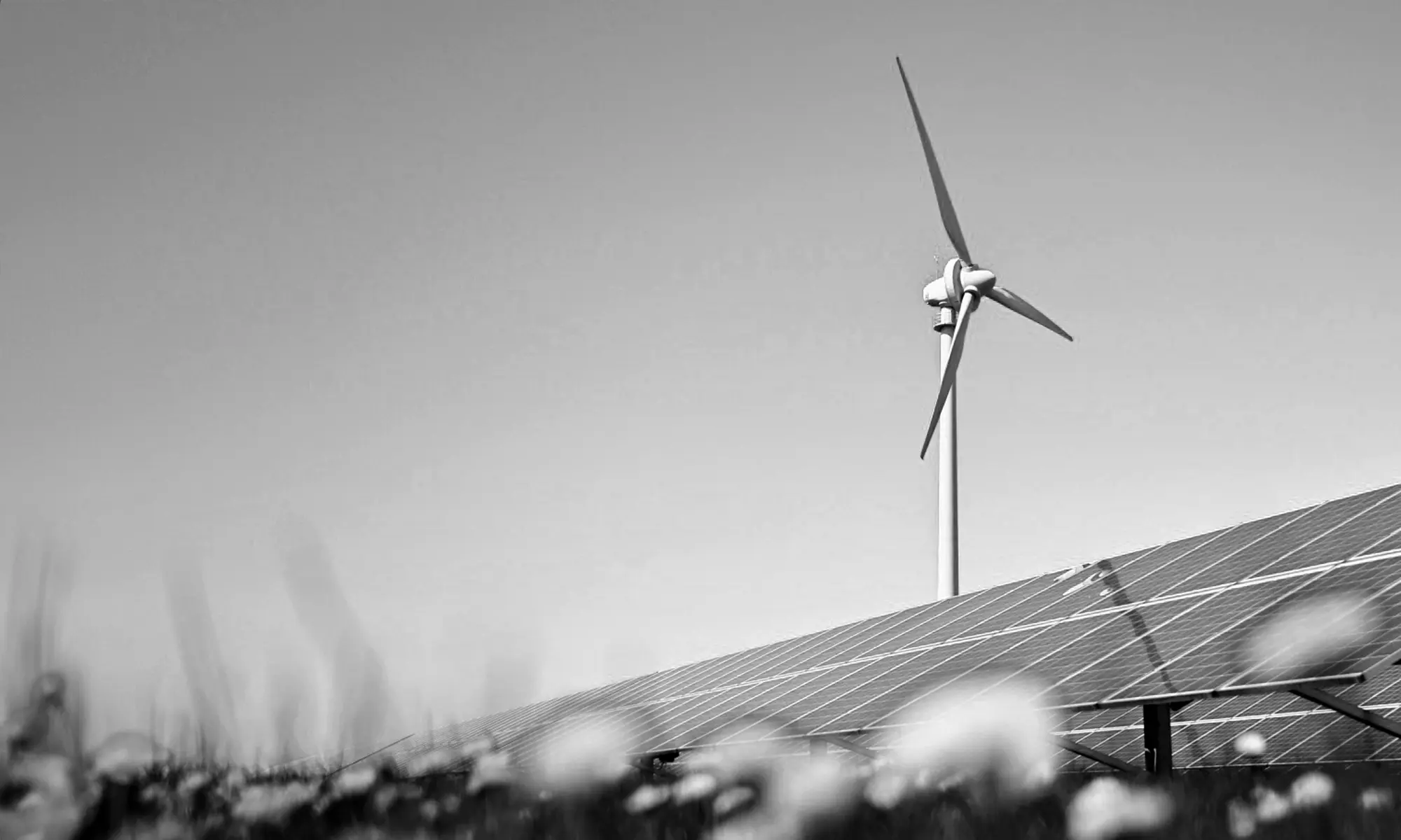 Buttercups, silicon solar photovoltaic cells and a wind turbine